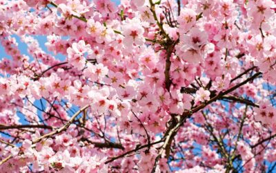 OUTILS DE GESTION DU STRESS